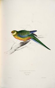 Platycercus icterotis de Edward Lear
